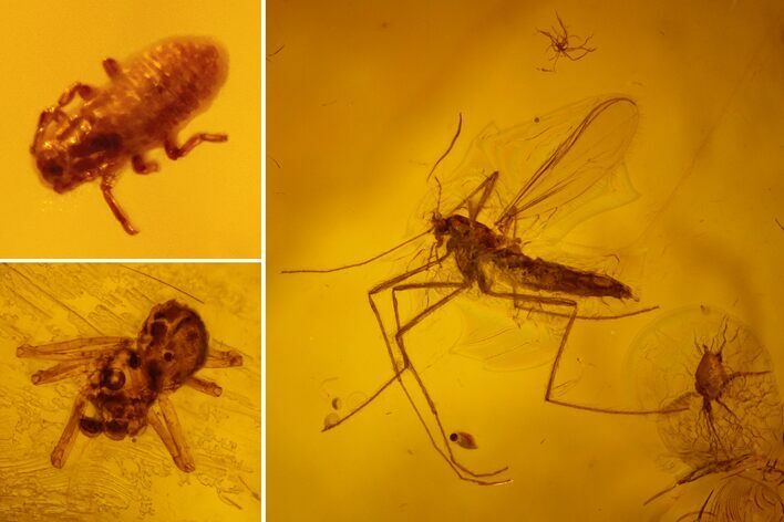 Fossil Aphid, Spider and Fly in Baltic Amber #159894